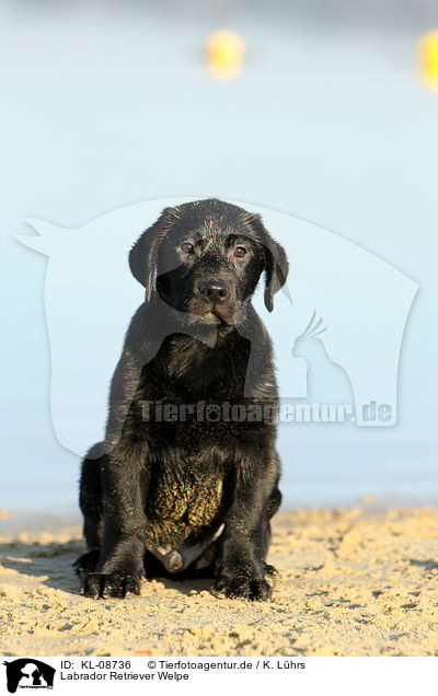 Labrador Retriever Welpe / Labrador Retriever Puppy / KL-08736