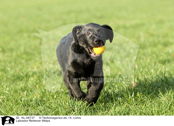 Labrador Retriever Welpe / Labrador Retriever Puppy / KL-08737