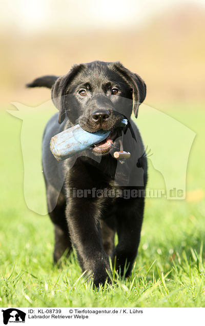 Labrador Retriever Welpe / Labrador Retriever Puppy / KL-08739