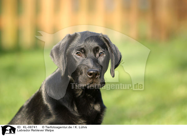 Labrador Retriever Welpe / Labrador Retriever Puppy / KL-08741