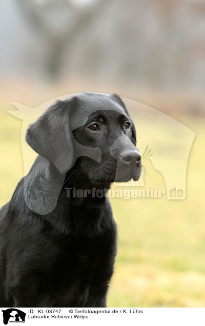 Labrador Retriever Welpe / Labrador Retriever Puppy / KL-08747