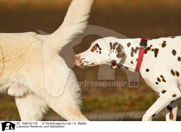 Labrador Retriever und Dalmatiner / KMI-03130