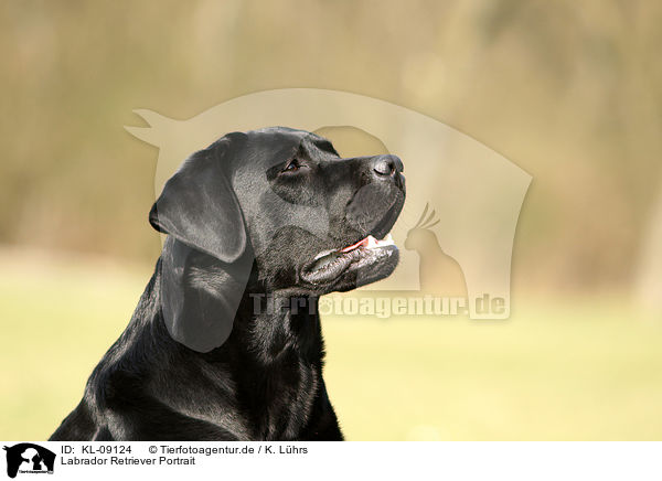 Labrador Retriever Portrait / Labrador Retriever Portrait / KL-09124