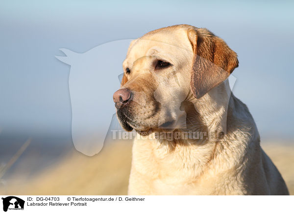 Labrador Retriever Portrait / Labrador Retriever Portrait / DG-04703