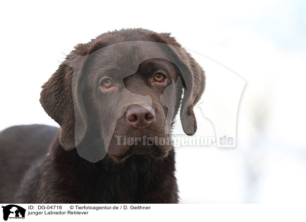 junger Labrador Retriever / young Labrador Retriever / DG-04716