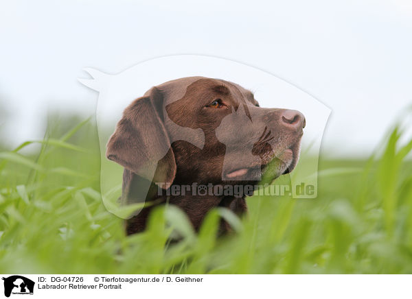 Labrador Retriever Portrait / Labrador Retriever Portrait / DG-04726