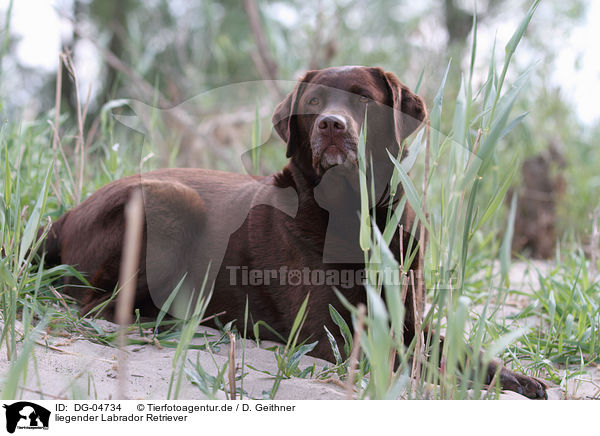 liegender Labrador Retriever / lying Labrador Retriever / DG-04734