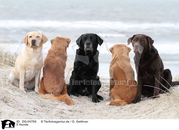 5 Hunde / 5 dogs / DG-04769