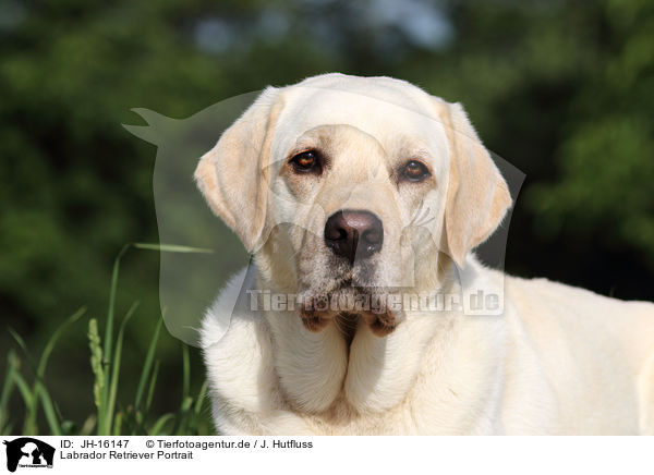 Labrador Retriever Portrait / Labrador Retriever Portrait / JH-16147