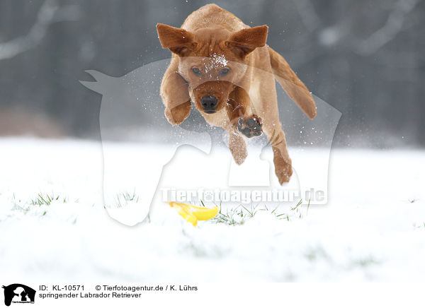 springender Labrador Retriever / jumping Labrador Retriever / KL-10571