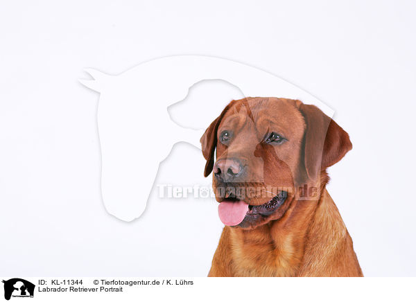 Labrador Retriever Portrait / Labrador Retriever Portrait / KL-11344