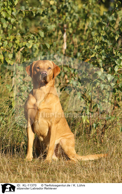 sitzender Labrador Retriever / sitting Labrador Retriever / KL-11370