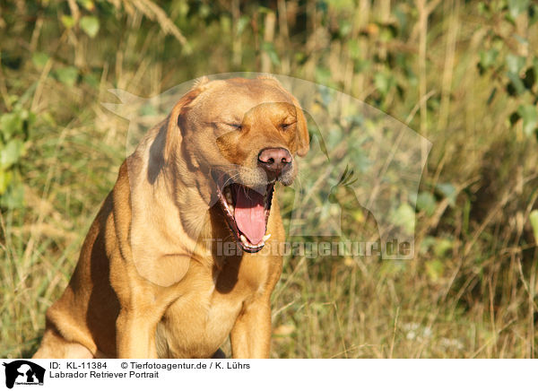 Labrador Retriever Portrait / KL-11384