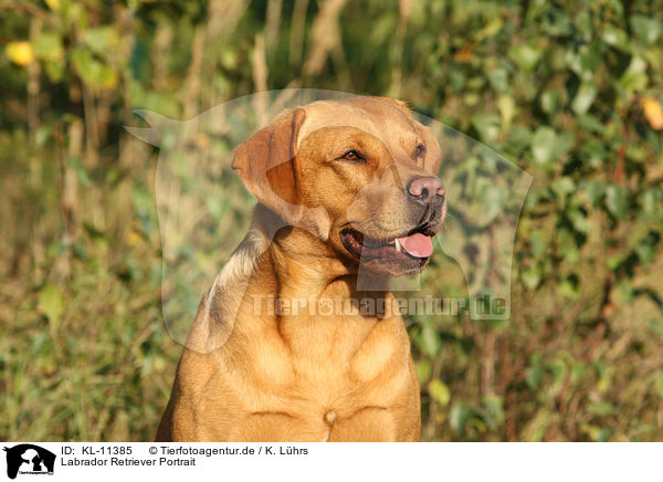 Labrador Retriever Portrait / KL-11385