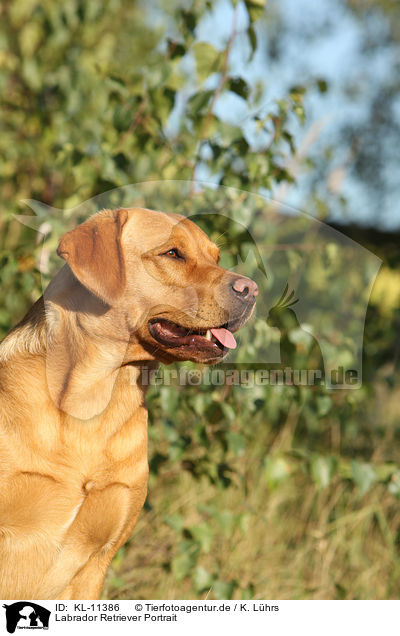 Labrador Retriever Portrait / KL-11386