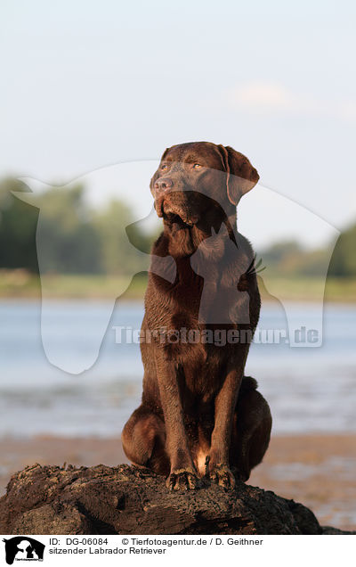 sitzender Labrador Retriever / sitting Labrador Retriever / DG-06084