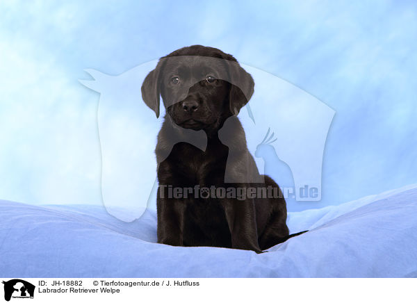 Labrador Retriever Welpe / Labrador Retriever puppy / JH-18882