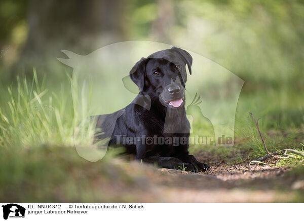 junger Labrador Retriever / young Labrador Retriever / NN-04312