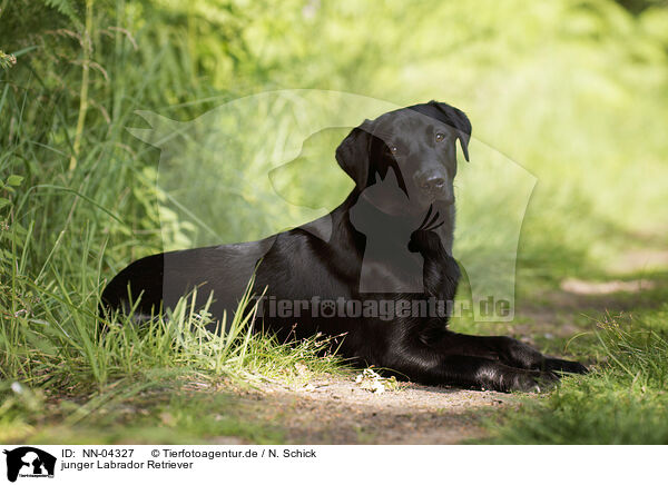 junger Labrador Retriever / young Labrador Retriever / NN-04327