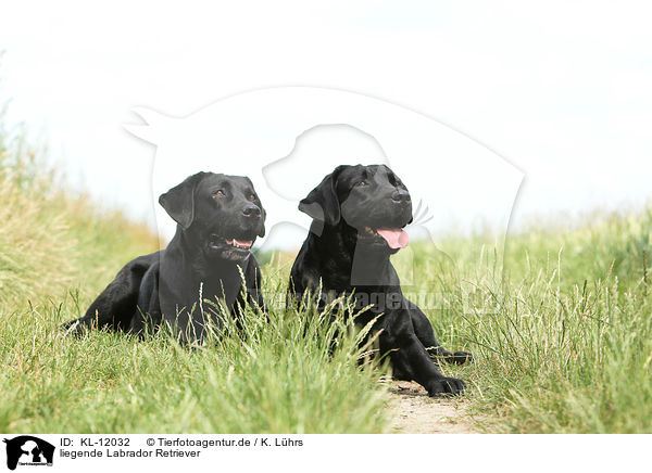 liegende Labrador Retriever / lying Labrador Retriever / KL-12032