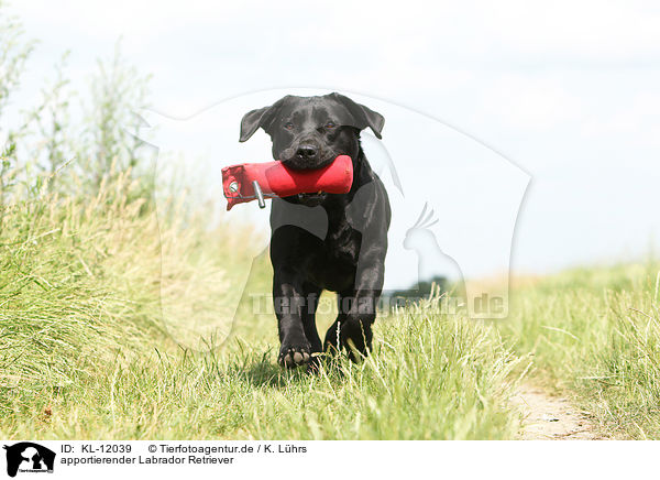 apportierender Labrador Retriever / retrieving Labrador Retriever / KL-12039