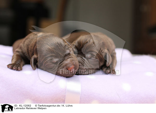 Labrador Retriever Welpen / Labrador Retriever Puppies / KL-12062