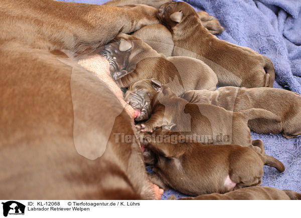Labrador Retriever Welpen / Labrador Retriever Puppies / KL-12068
