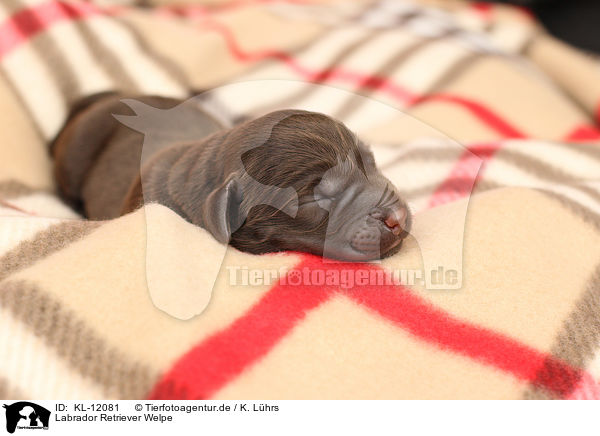 Labrador Retriever Welpe / Labrador Retriever Puppy / KL-12081