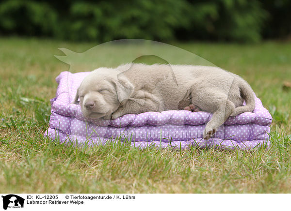 Labrador Retriever Welpe / Labrador Retriever Puppy / KL-12205