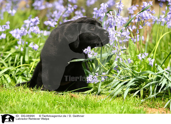 Labrador Retriever Welpe / DG-06994