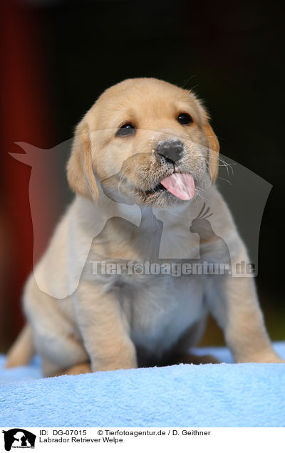 Labrador Retriever Welpe / Labrador Retriever puppy / DG-07015