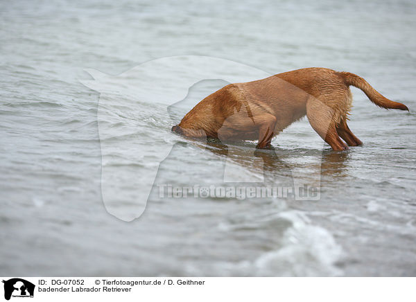 badender Labrador Retriever / bathing Labrador Retriever / DG-07052