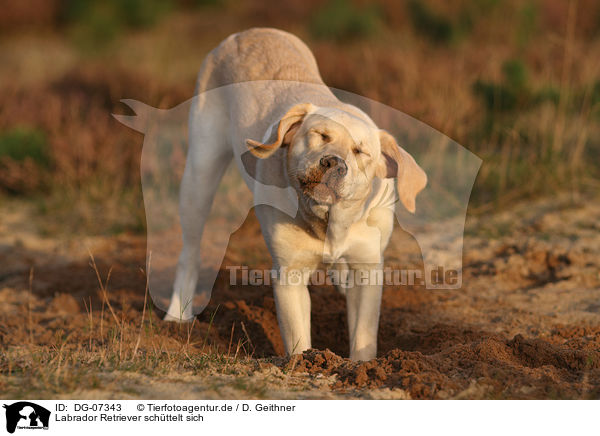 Labrador Retriever schttelt sich / shaking Labrador Retriever / DG-07343