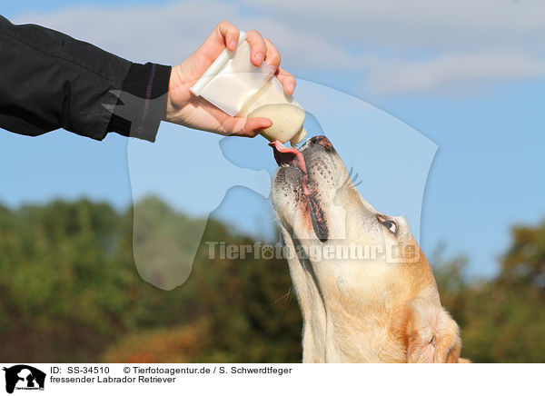 fressender Labrador Retriever / eating Labrador Retriever / SS-34510