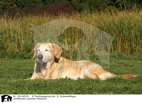 schlafender Labrador Retriever / sleeping Labrador Retriever / SS-34519