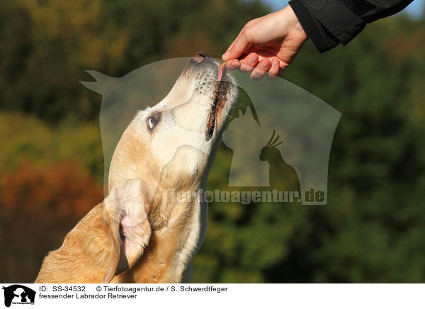 fressender Labrador Retriever / eating Labrador Retriever / SS-34532