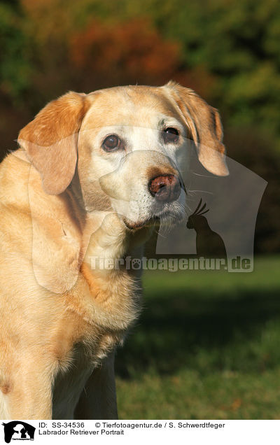 Labrador Retriever Portrait / Labrador Retriever Portrait / SS-34536