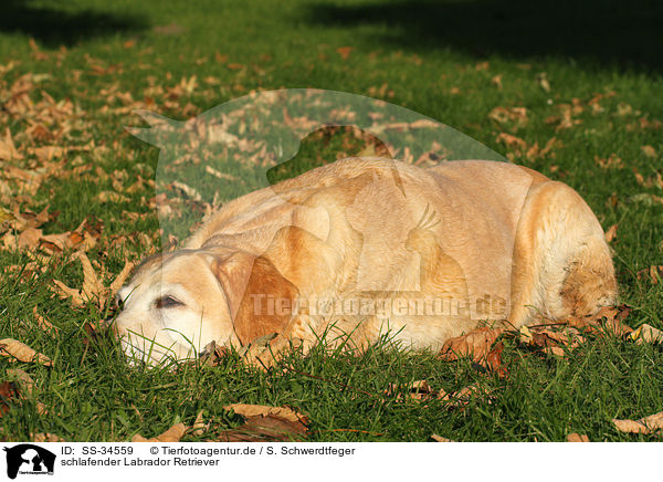 schlafender Labrador Retriever / sleeping Labrador Retriever / SS-34559
