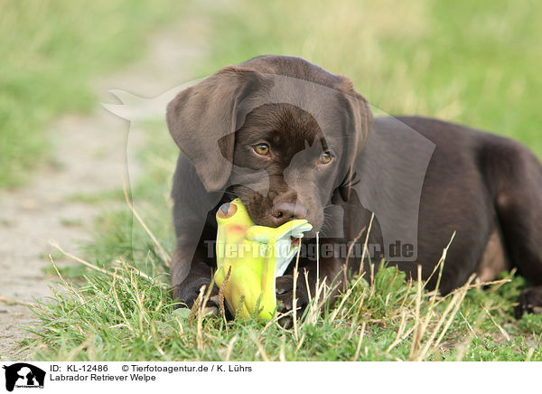 Labrador Retriever Welpe / Labrador Retriever Puppy / KL-12486