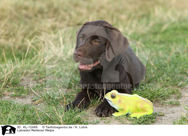 Labrador Retriever Welpe / Labrador Retriever Puppy / KL-12489