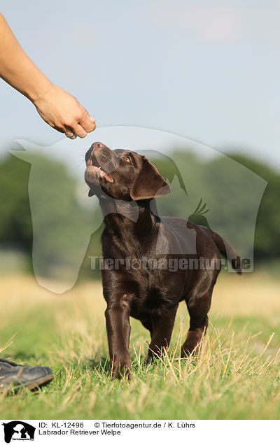 Labrador Retriever Welpe / Labrador Retriever Puppy / KL-12496