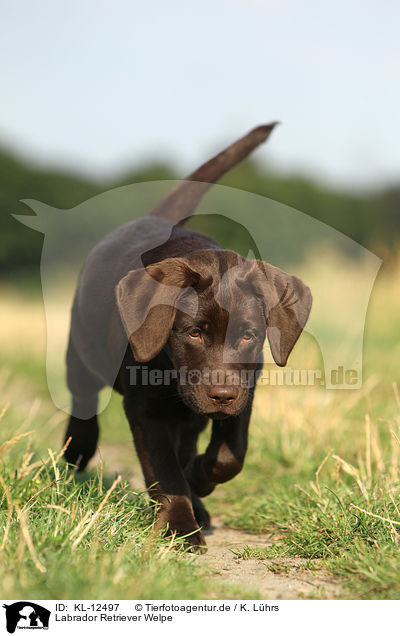 Labrador Retriever Welpe / Labrador Retriever Puppy / KL-12497