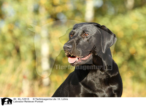 Labrador Retriever Portrait / Labrador Retriever Portrait / KL-12515