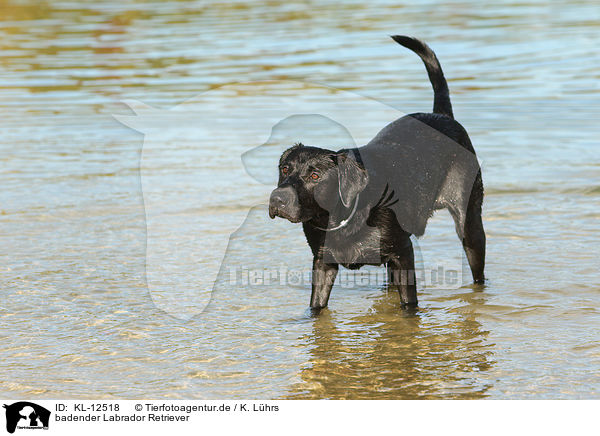 badender Labrador Retriever / bathing Labrador Retriever / KL-12518