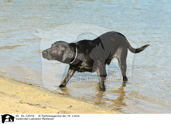 badender Labrador Retriever / bathing Labrador Retriever / KL-12519