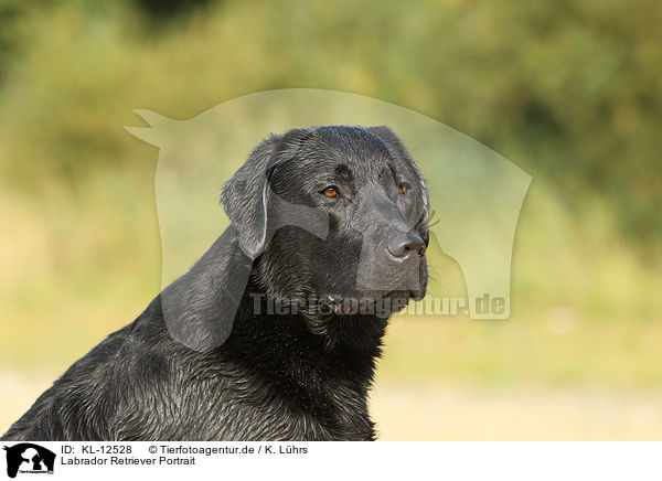 Labrador Retriever Portrait / Labrador Retriever Portrait / KL-12528