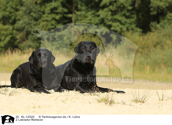 2 Labrador Retriever / 2 Labrador Retriever / KL-12529