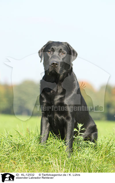 sitzender Labrador Retriever / sitting Labrador Retriever / KL-12532