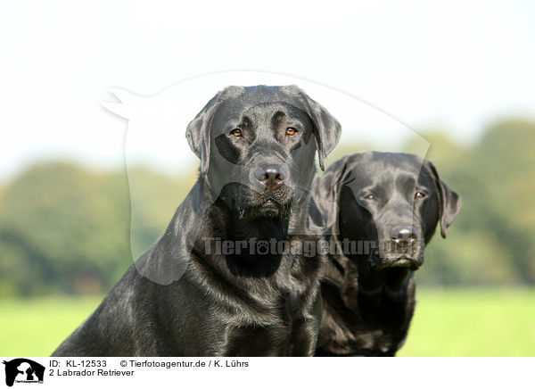 2 Labrador Retriever / 2 Labrador Retriever / KL-12533