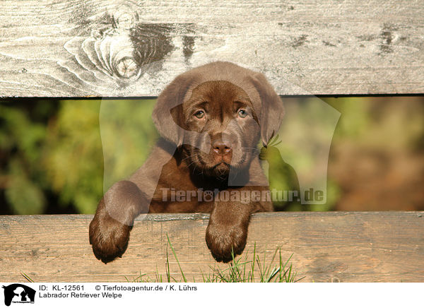 Labrador Retriever Welpe / Labrador Retriever Puppy / KL-12561